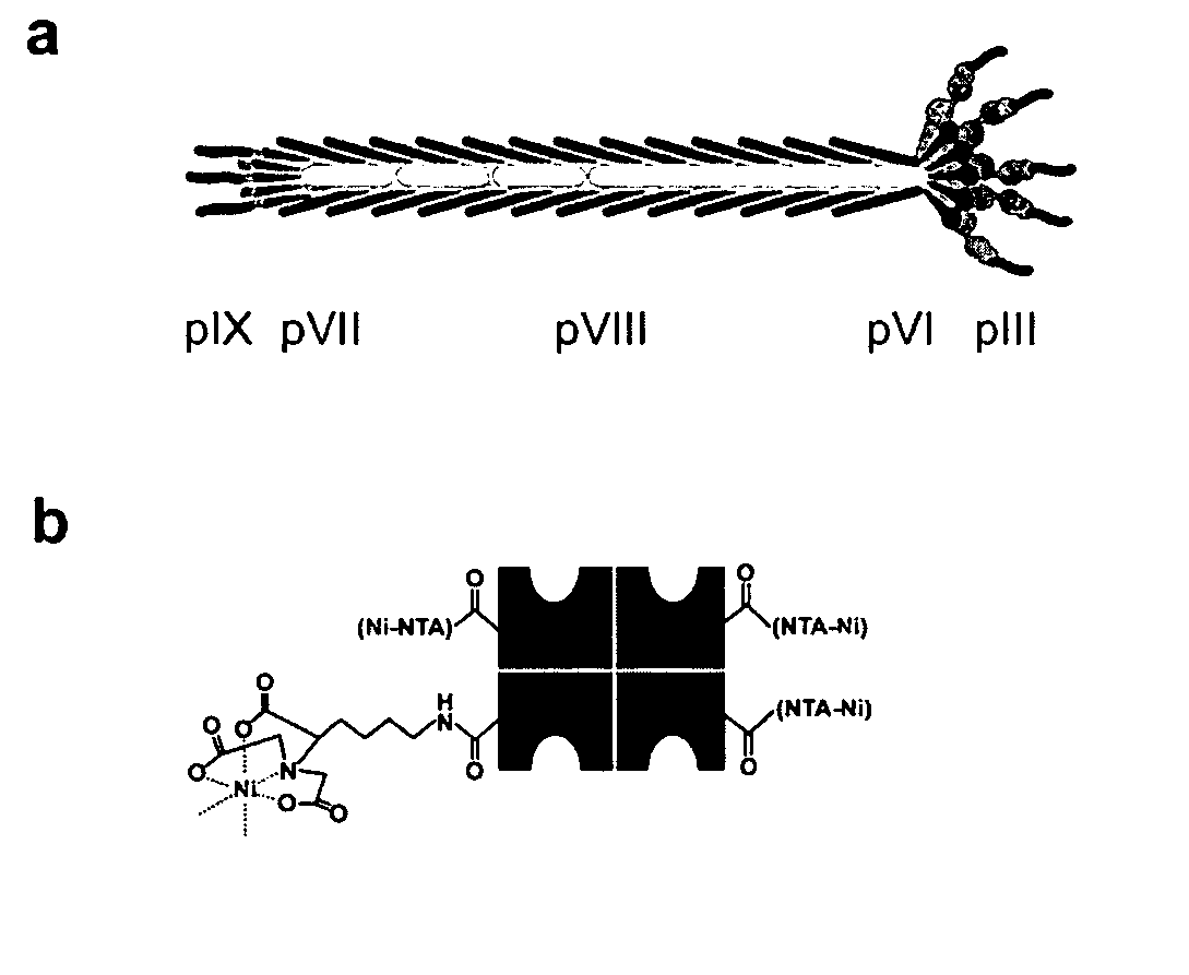 Multifunctional biomaterials as scaffolds for electronic, optical, magnetic, semiconducting, and biotechnological applications