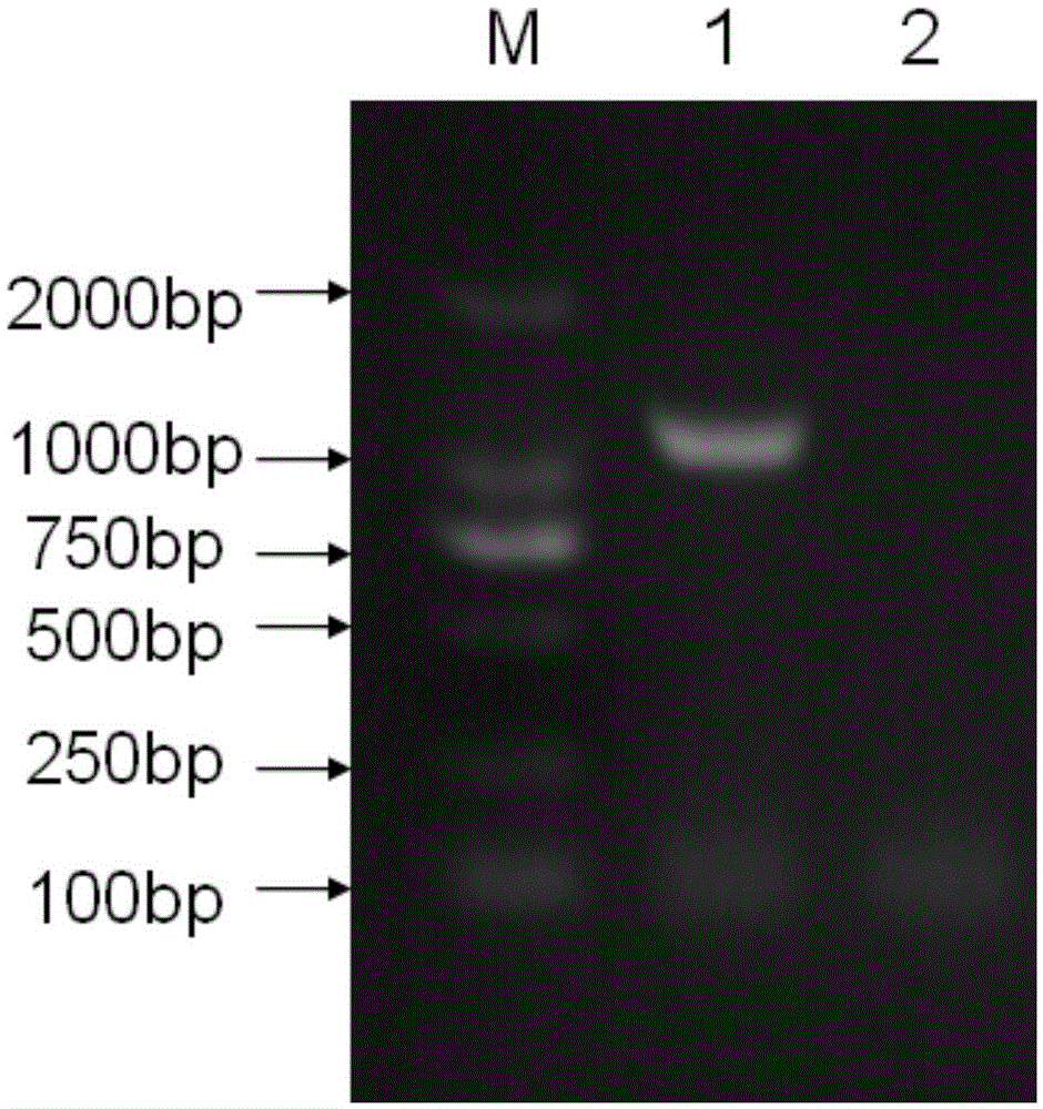 Tandem duck Alpha and Nu interferon genes and preparation method and application thereof