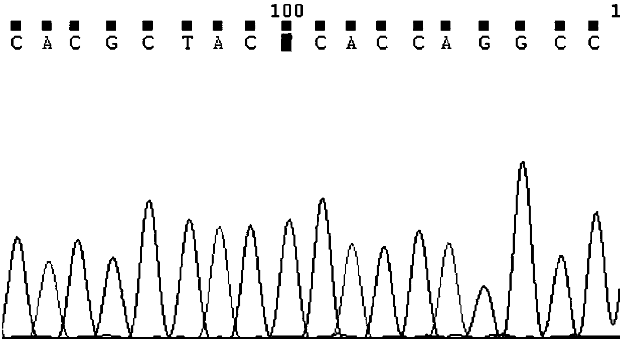 Primer group and test kit for detecting polymorphism of related genes of hypertensive drugs