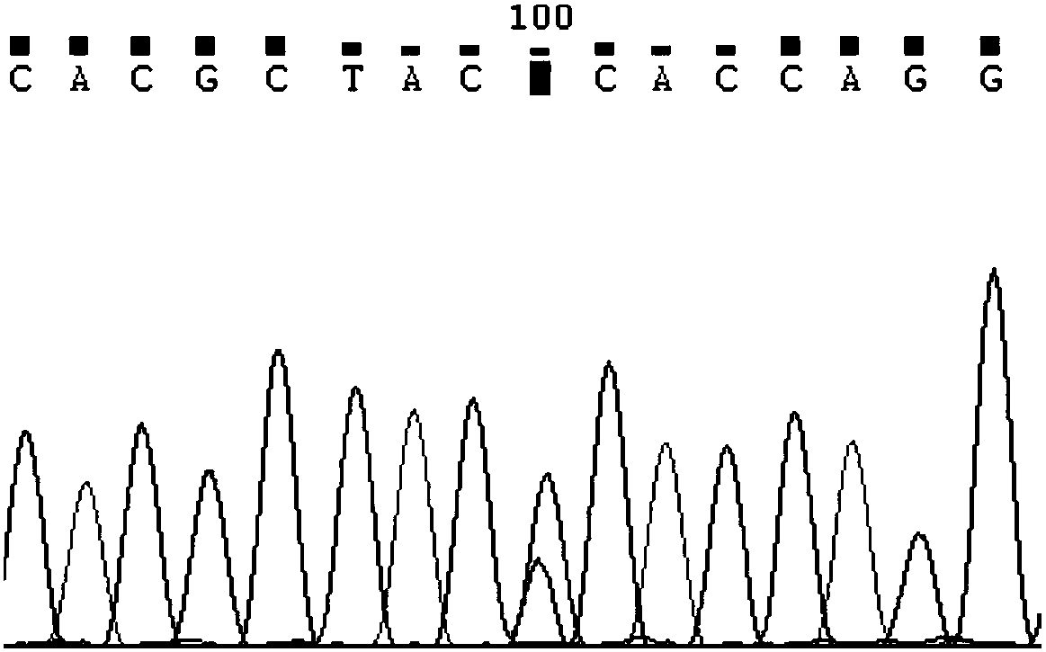 Primer group and test kit for detecting polymorphism of related genes of hypertensive drugs