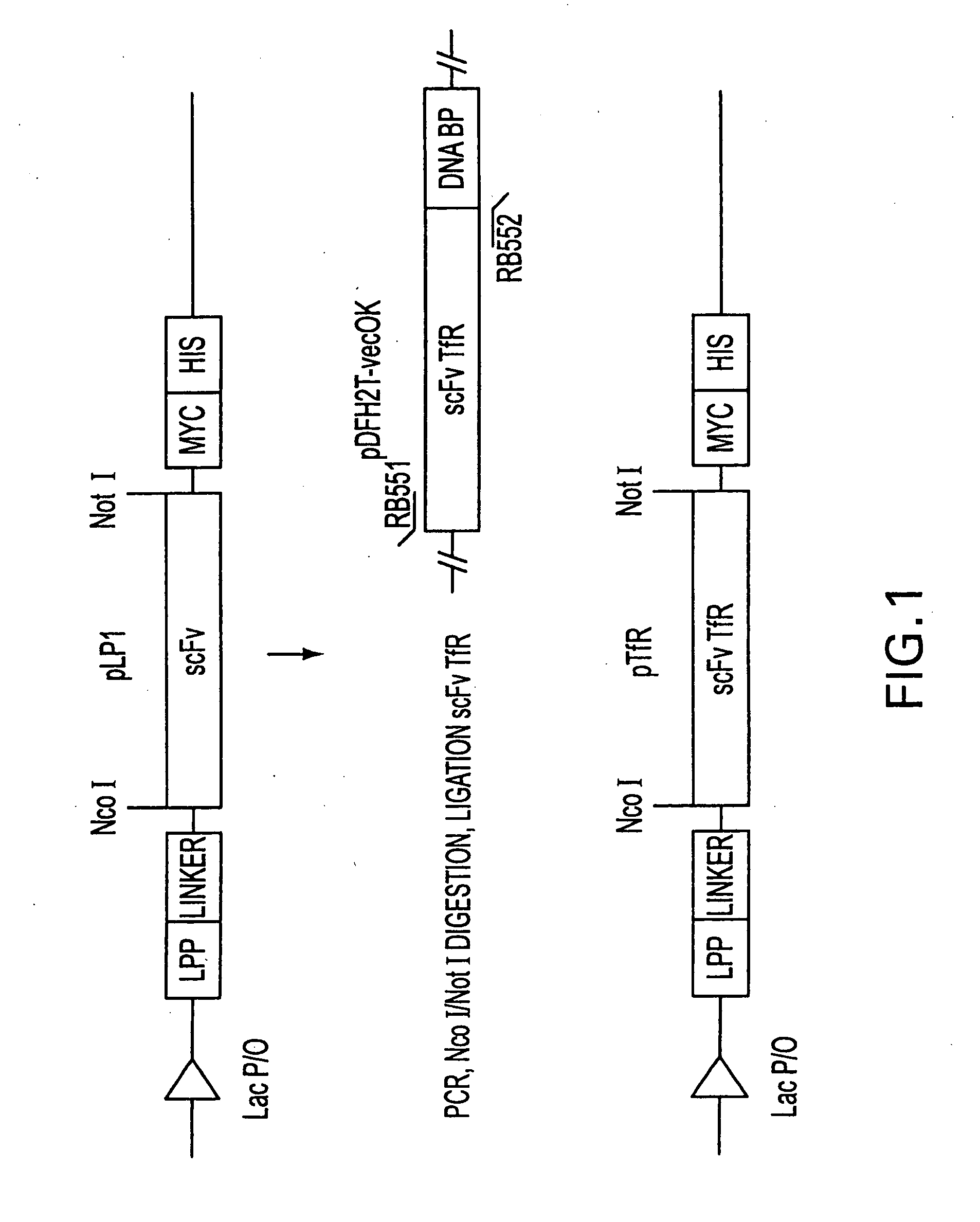 Antibody fragment-targeted immunoliposomes for systemic gene delivery