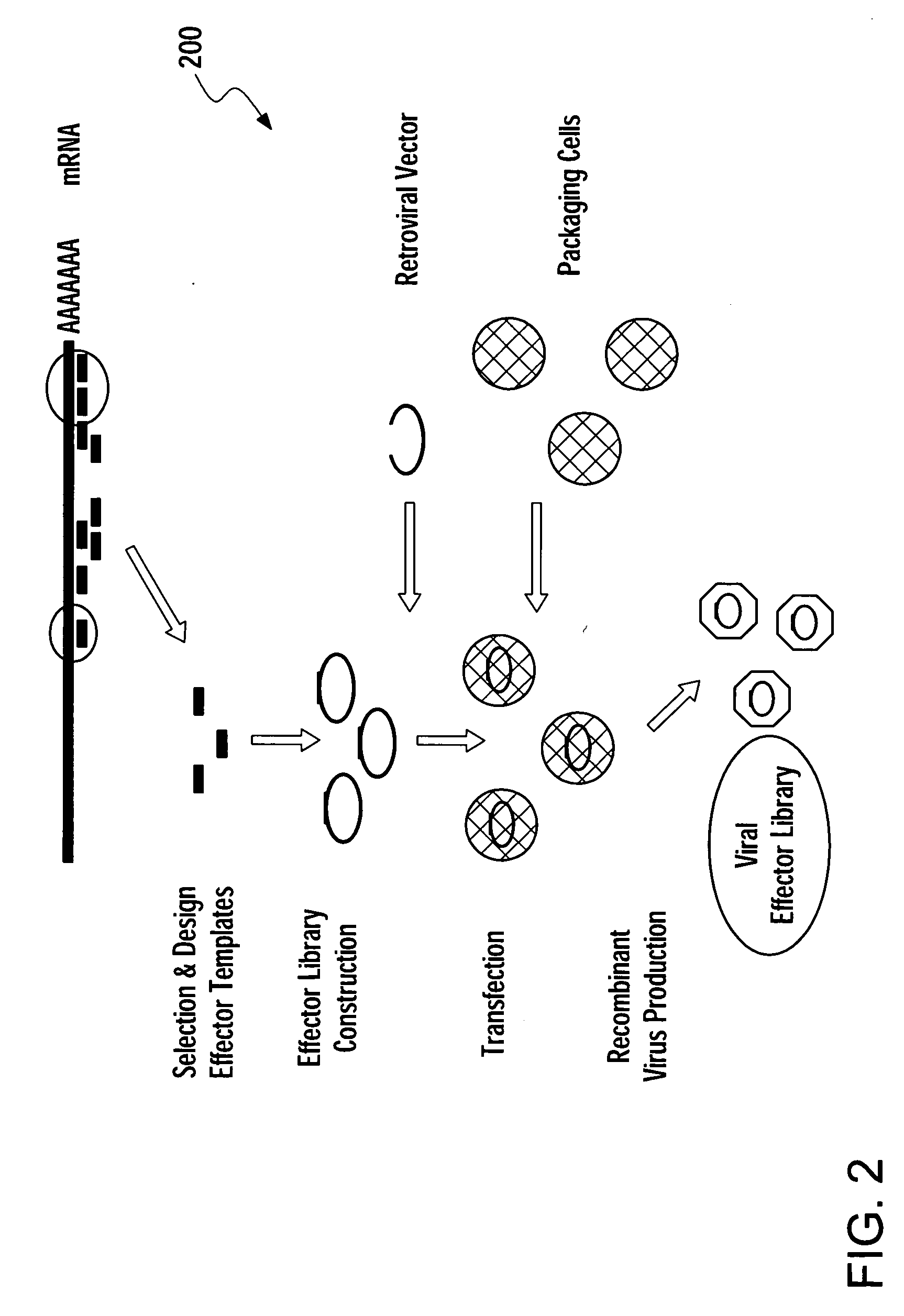 Methods for gene function analysis