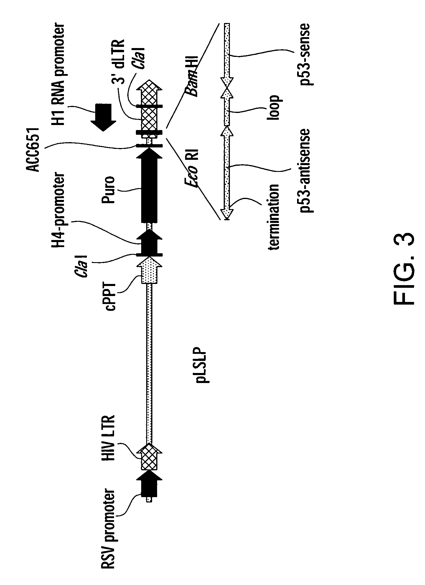 Methods for gene function analysis