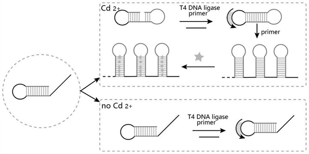 Cadmium ion sensing method combining inducible allosteric probe with rolling circle amplification