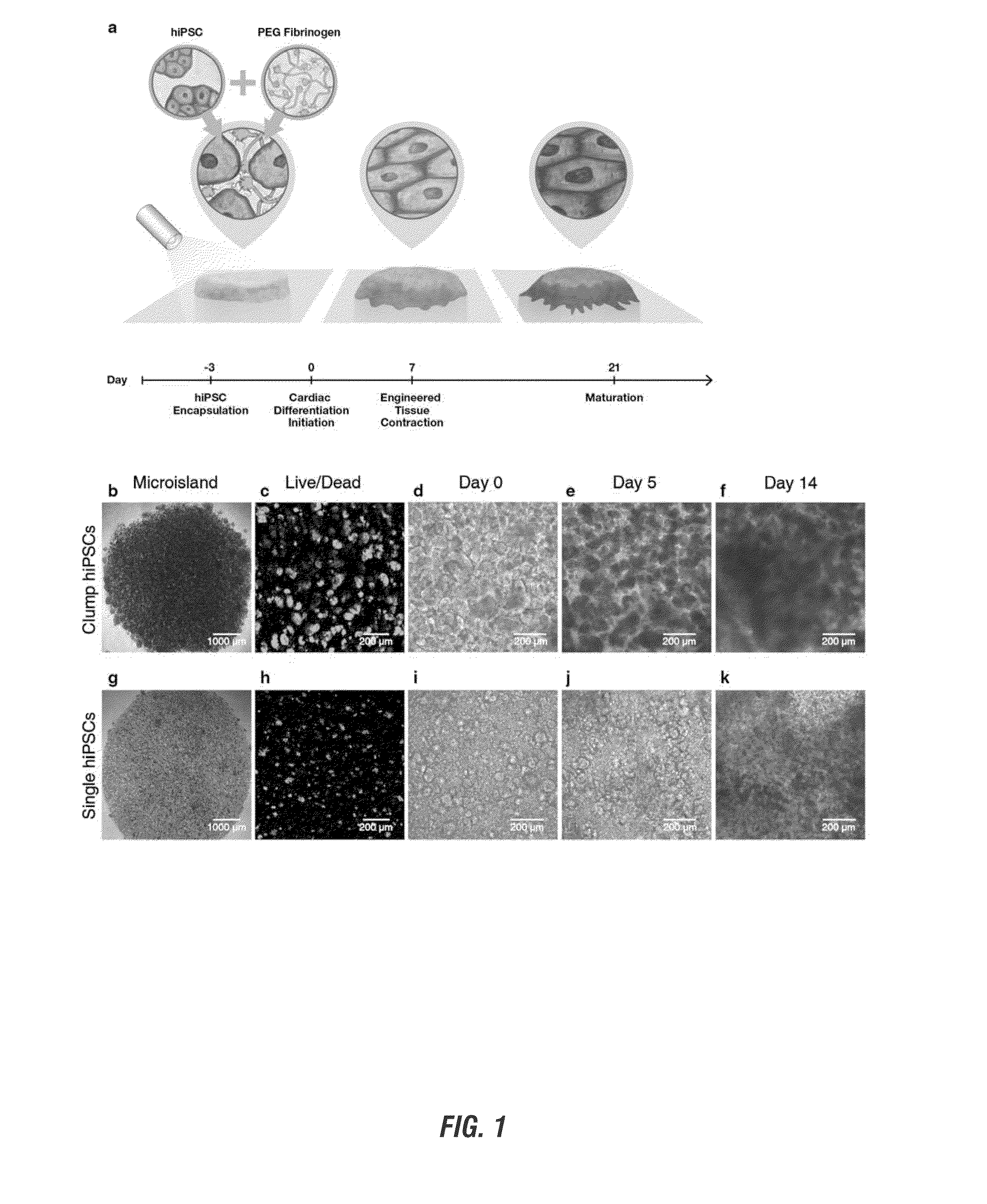 ENCAPSULATION AND CARDIAC DIFFERENTIATION OF hiPSCs IN 3D PEG-FIBRINOGEN HYDROGELS