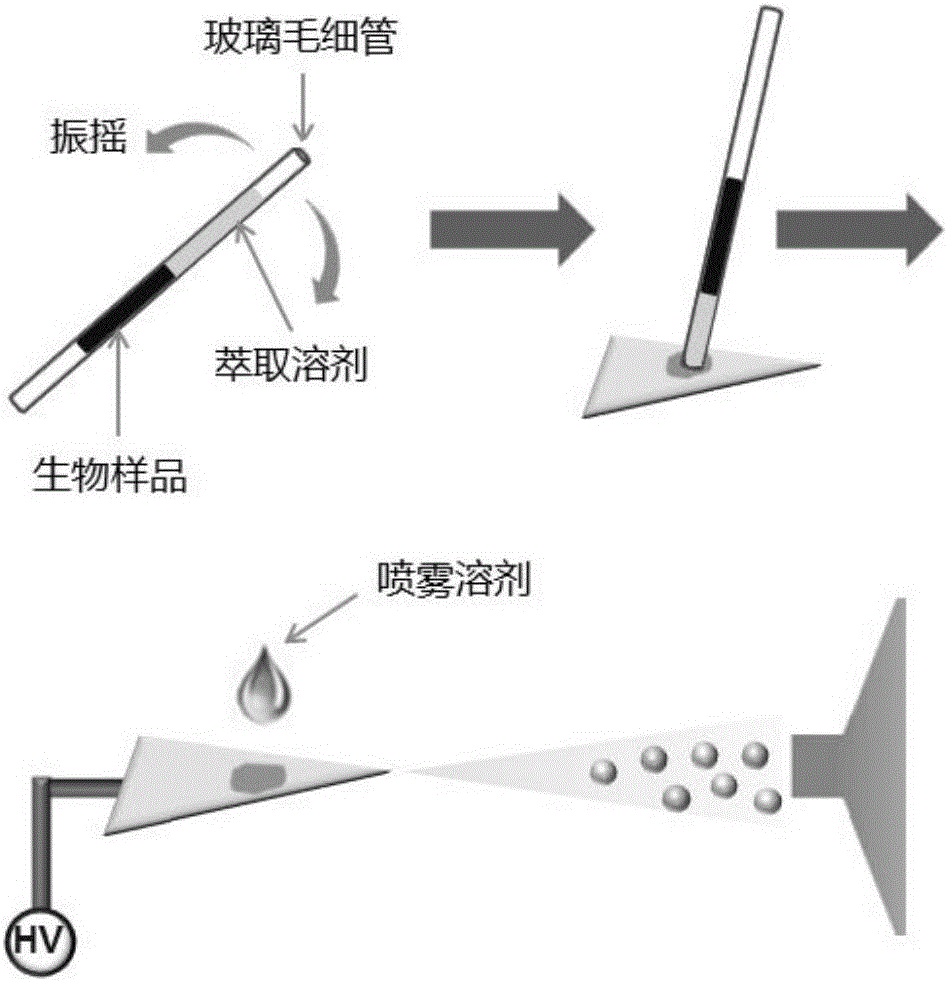 Slug flow microextraction-paper spray mass spectrometry technology