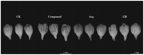 Method for delaying aging and yellowing of broccoli