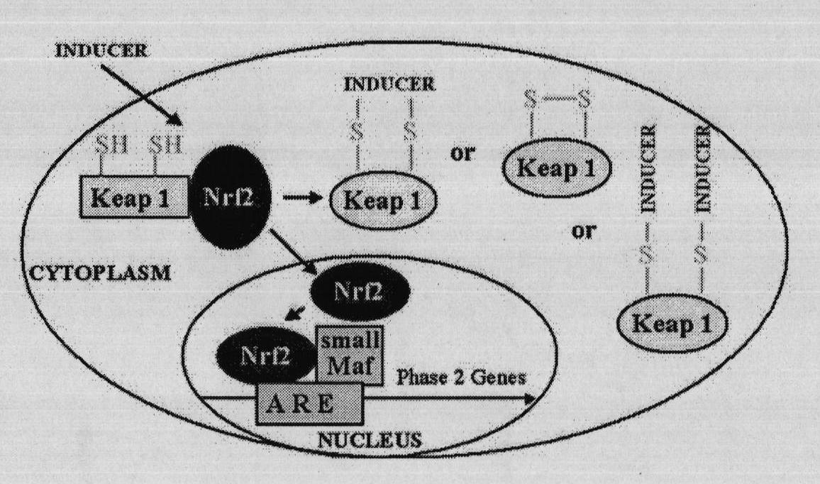 Virtual screening method for novel cancer-preventing or anti-cancer medicament by taking Keap1 as target point