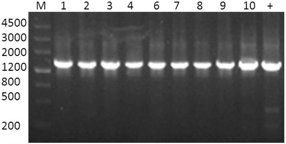 Wlofberry phytochelatin synthetase as well as coding gene and application thereof