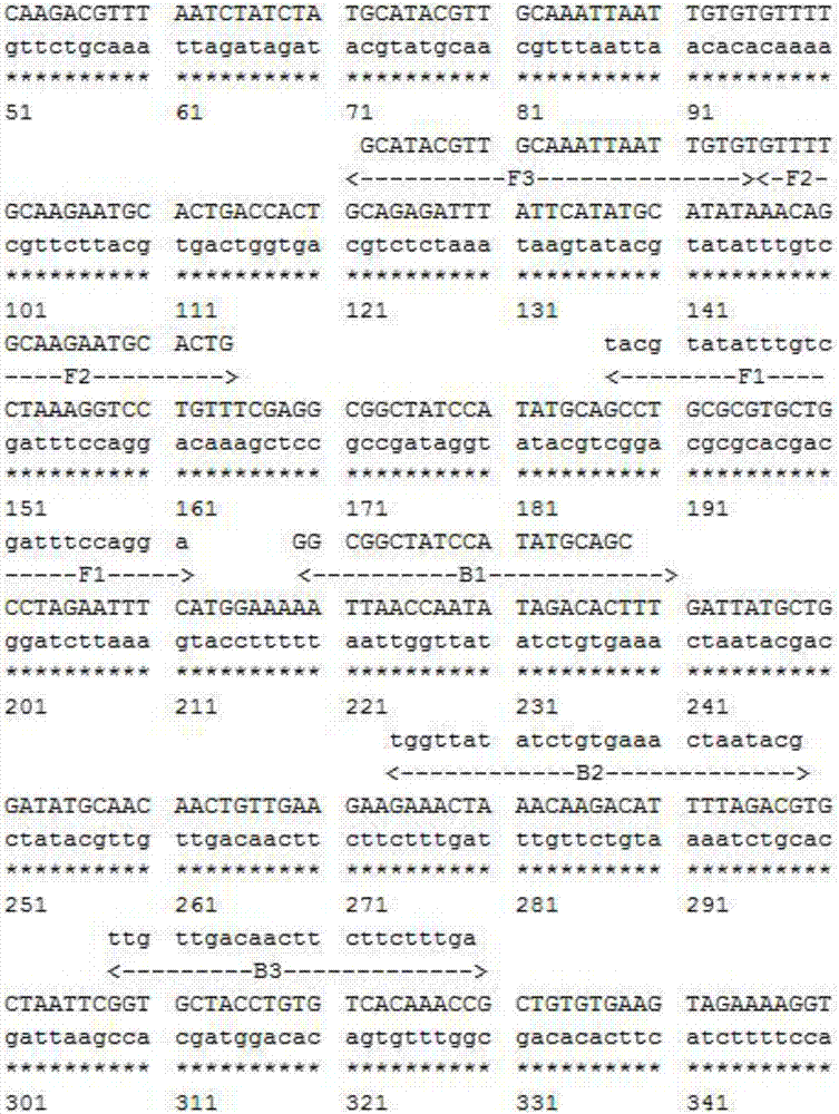 Primer group and detection system for detecting HPV common hypotypes through LAMP method