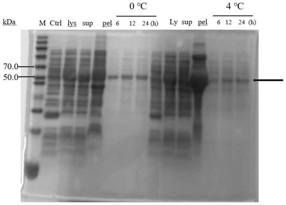 Recombinant superoxide dismutase as well as construction method and application thereof