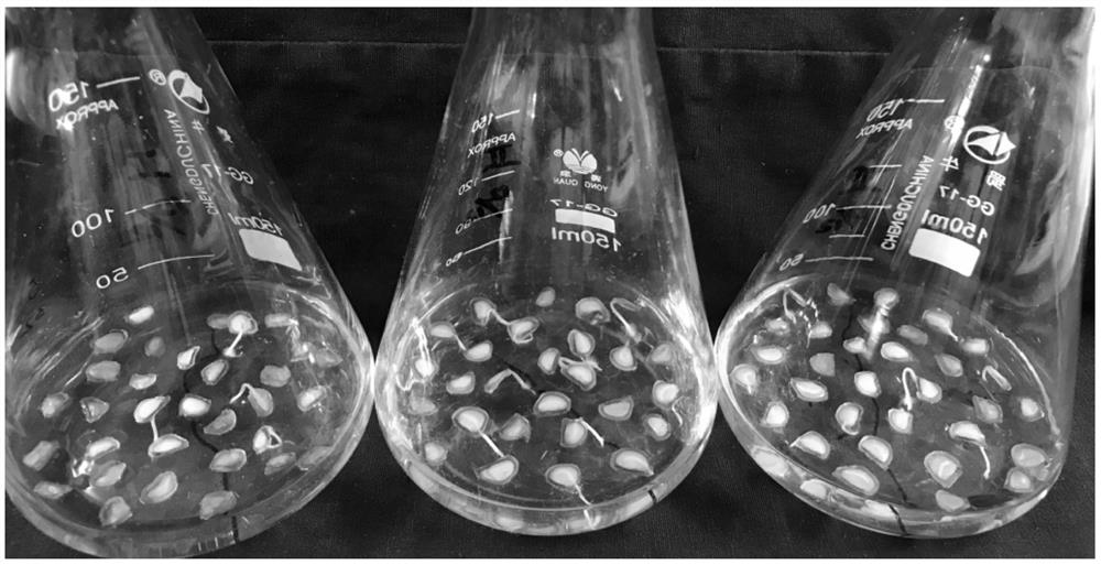 A kind of high-efficiency breeding method of Lanzhou lily seedlings