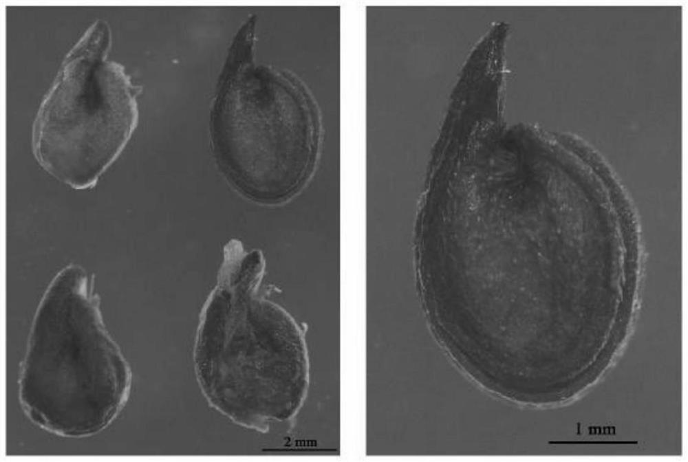 Atriplex canescens seed treatment method and seedling raising method