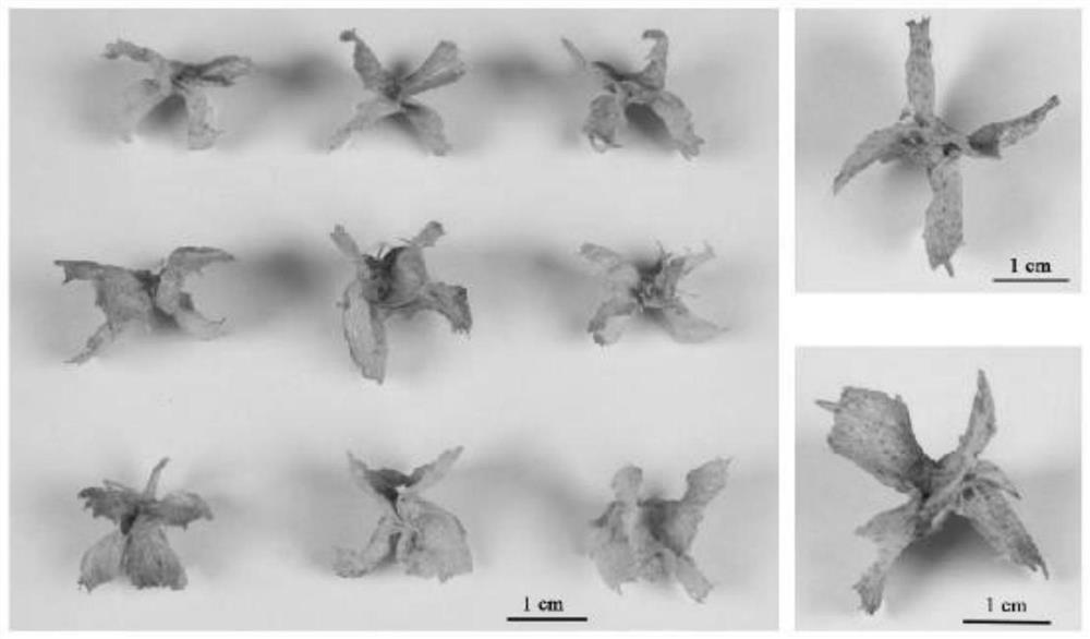 Atriplex canescens seed treatment method and seedling raising method