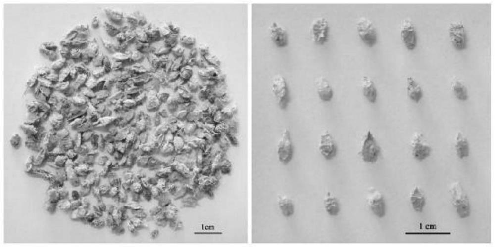 Atriplex canescens seed treatment method and seedling raising method