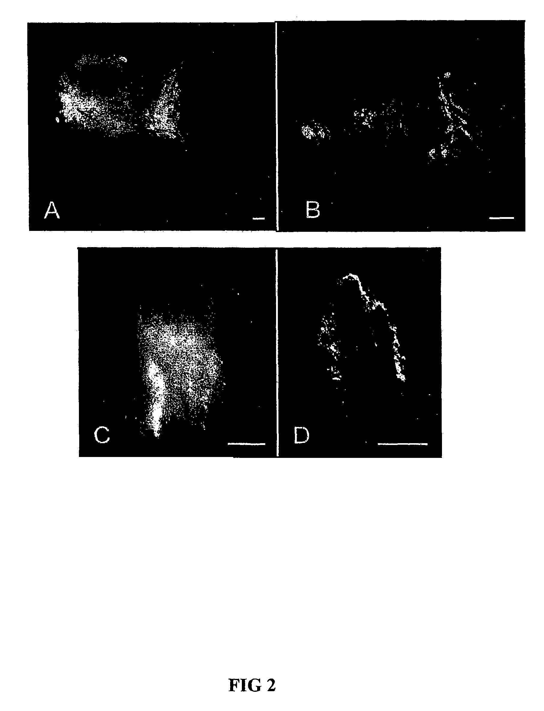 Method of isolating epidermal neural crest stem cells