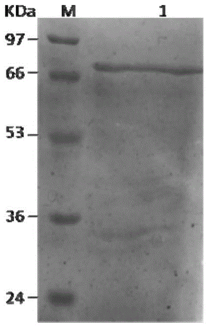 Aureobasidium pullulans malate-CoA ligase as well as recombinant expression vector and application thereof