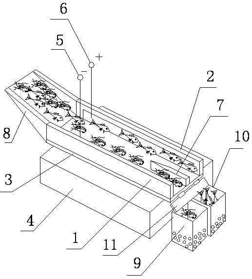 Separating device for sea fish and sea shrimps