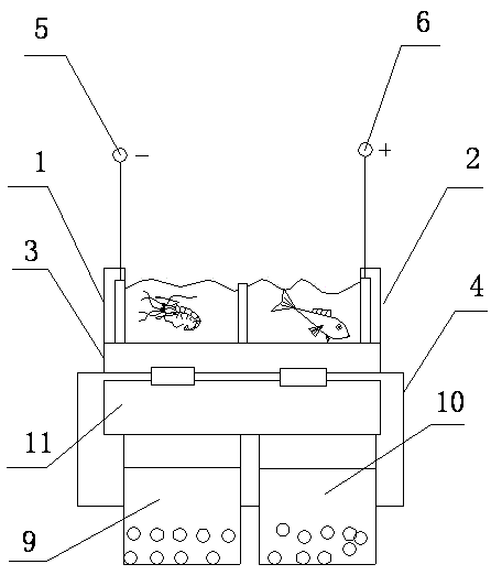 Separating device for sea fish and sea shrimps