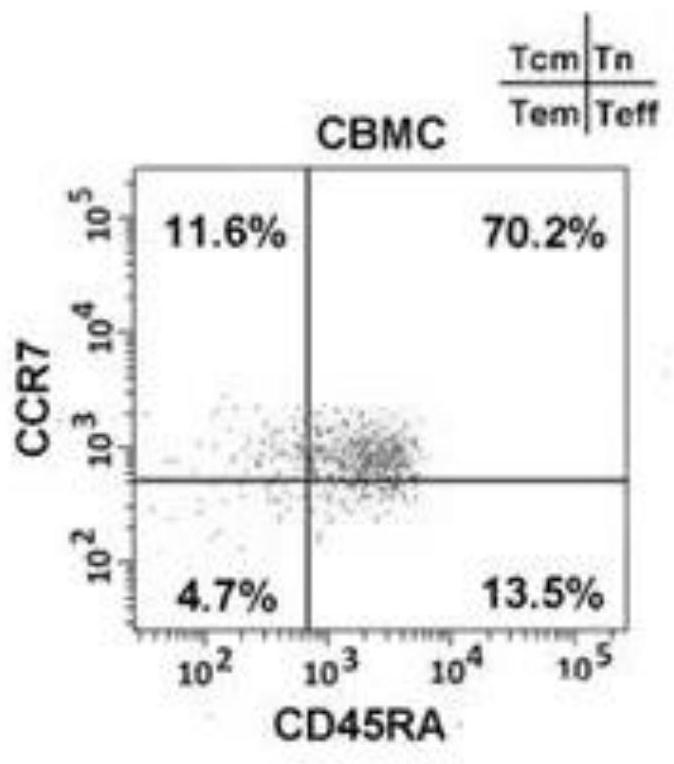 A kind of human tscm cell and its preparation method and application