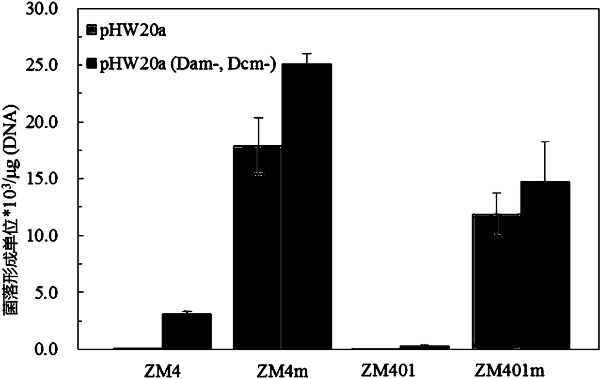 High-conversion-ratio zymomonas mobilis as well as construction method and application thereof