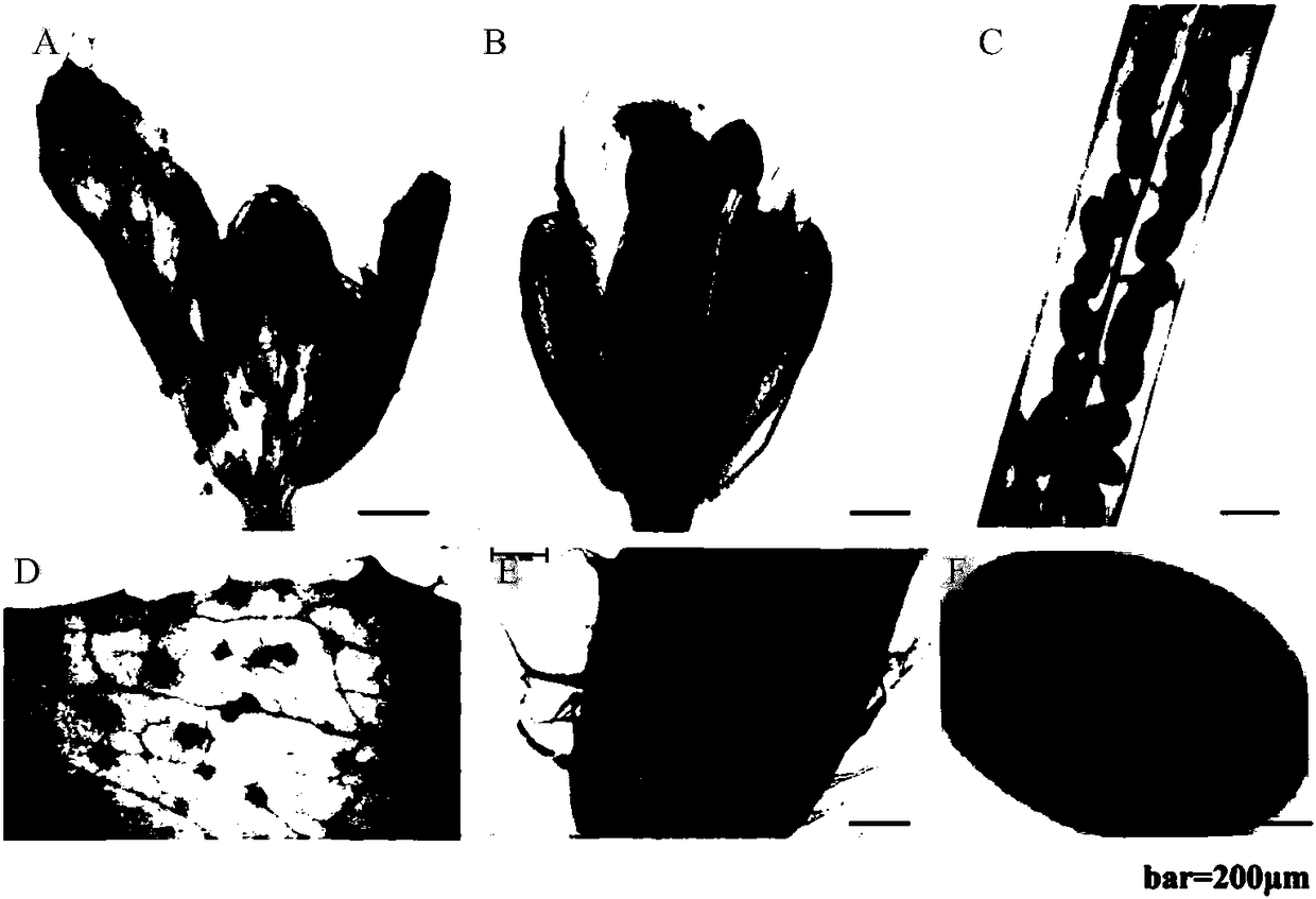 Reproductive organ and glandular hair tissue specific promoter GhS and application thereof