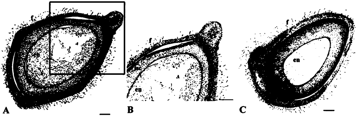 Reproductive organ and glandular hair tissue specific promoter GhS and application thereof