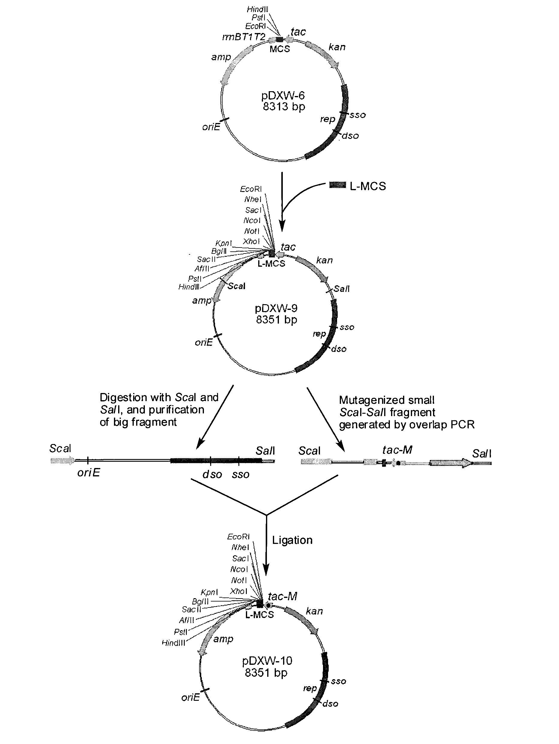 Colibacillus-corynebacterium shuttle constitutive expression carrier and construction method thereof