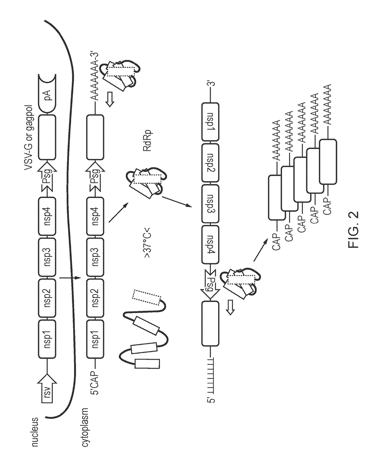 Retrovirus Packaging Cell