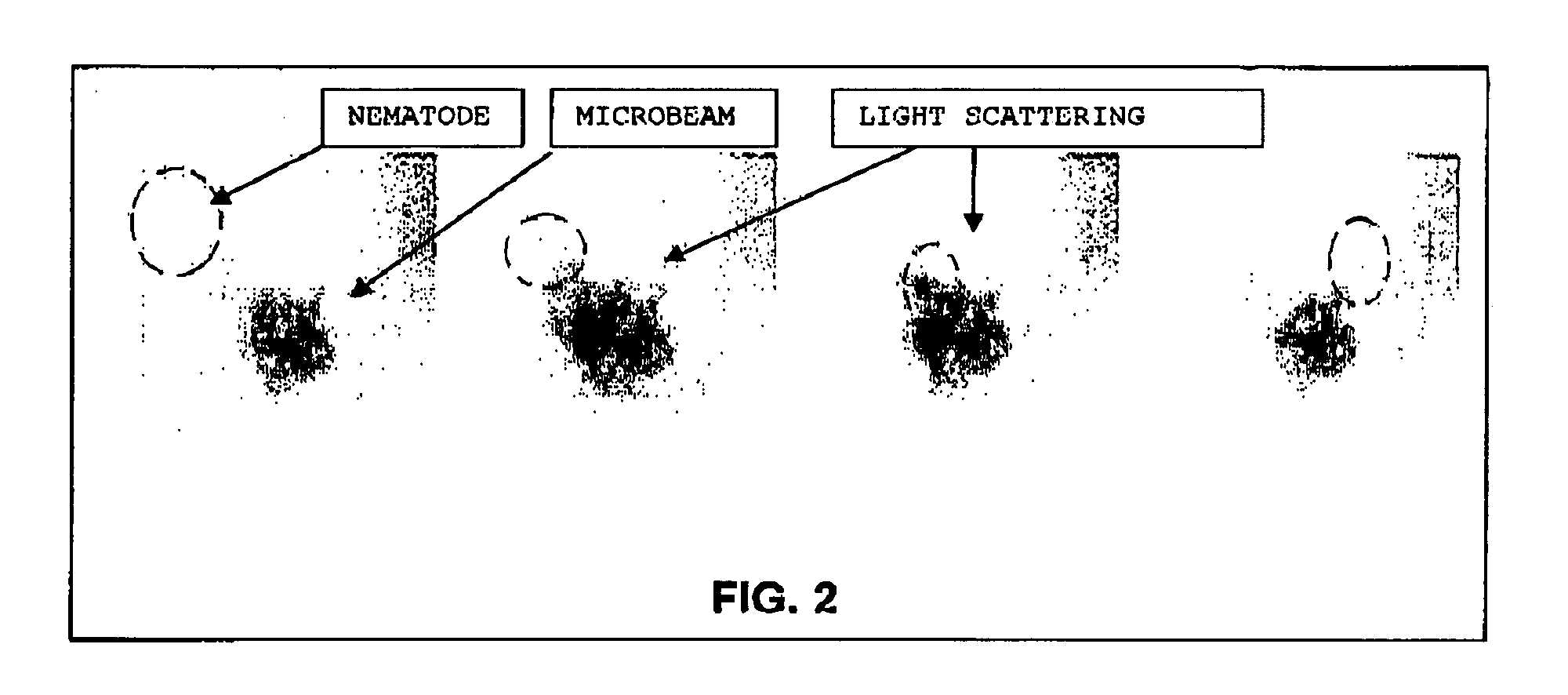 Small organism locomotor recording procedure and device, behavioral record obtained and use of same