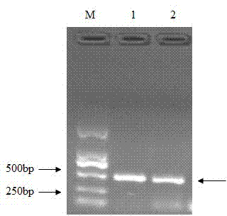 Citrus fruit fly odorant binding protein-based attractant screening method