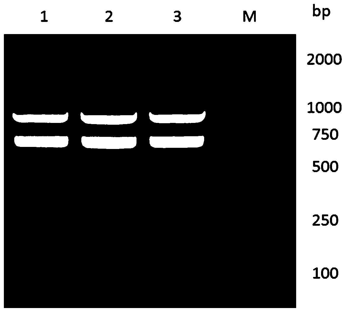 Anti-procalcitonin nano antibody and application thereof