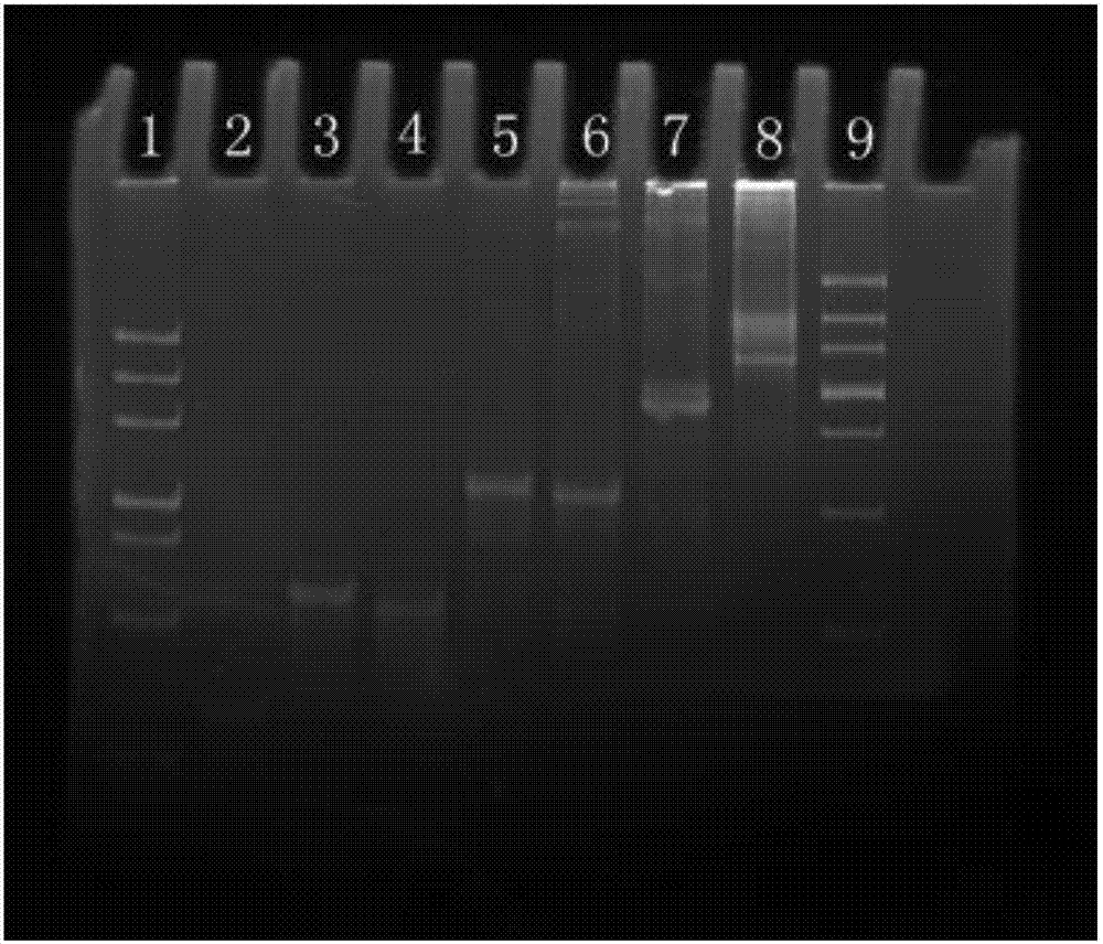 SPR (surface plasma resonance) Sensor for detecting HIV (human immunodeficiency virus) related genes and preparation and application thereof