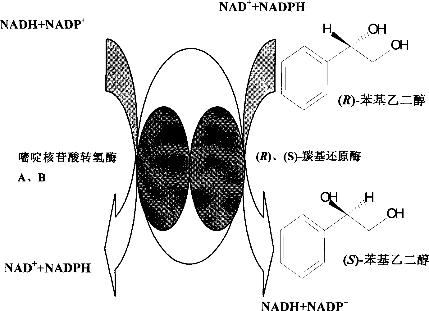 Method for preparing (S)-styrene glycol with carbonyl reduction enzyme and pyrimidine nucleoside acid transhydrogenase couplet