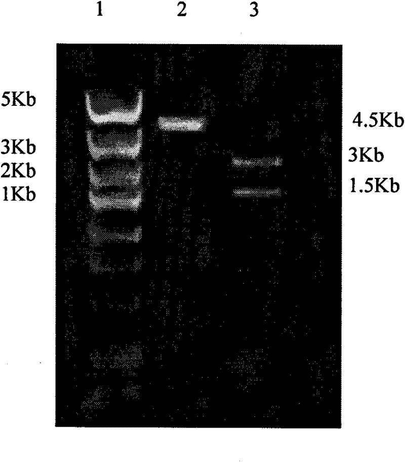 Recombinant TAT-XIAP fusion protein