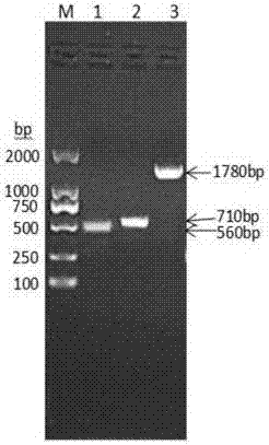 Fusion protein consisting of porcine albumin, porcine interferon gamma and porcine interferon alpha and preparation method of fusion protein