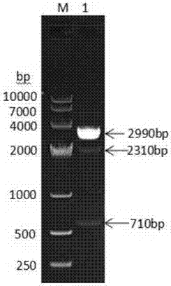 Fusion protein consisting of porcine albumin, porcine interferon gamma and porcine interferon alpha and preparation method of fusion protein