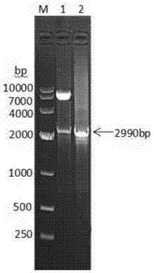 Fusion protein consisting of porcine albumin, porcine interferon gamma and porcine interferon alpha and preparation method of fusion protein