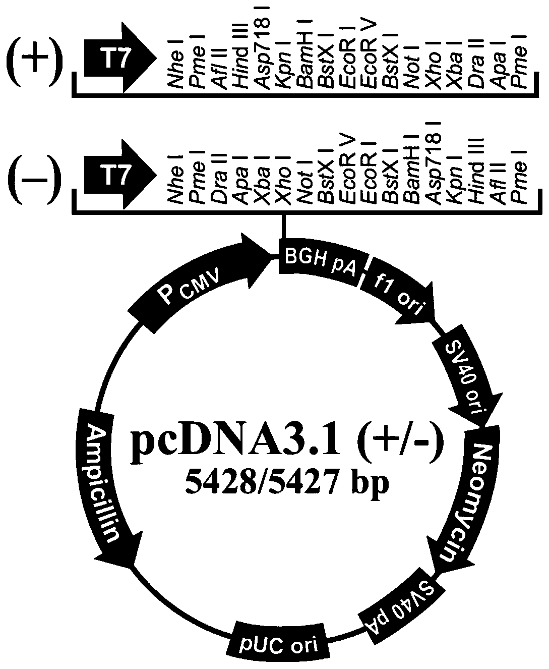 Long-chain RNA Lnc-13814 for regulating and controlling follicle development of laying ducks and application thereof