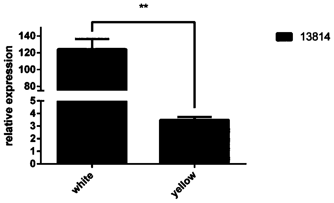 Long-chain RNA Lnc-13814 for regulating and controlling follicle development of laying ducks and application thereof