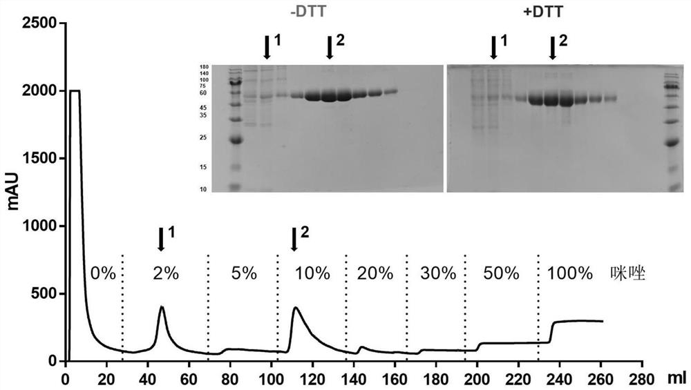 Novel coronavirus multivalent antigen as well as preparation method and application thereof