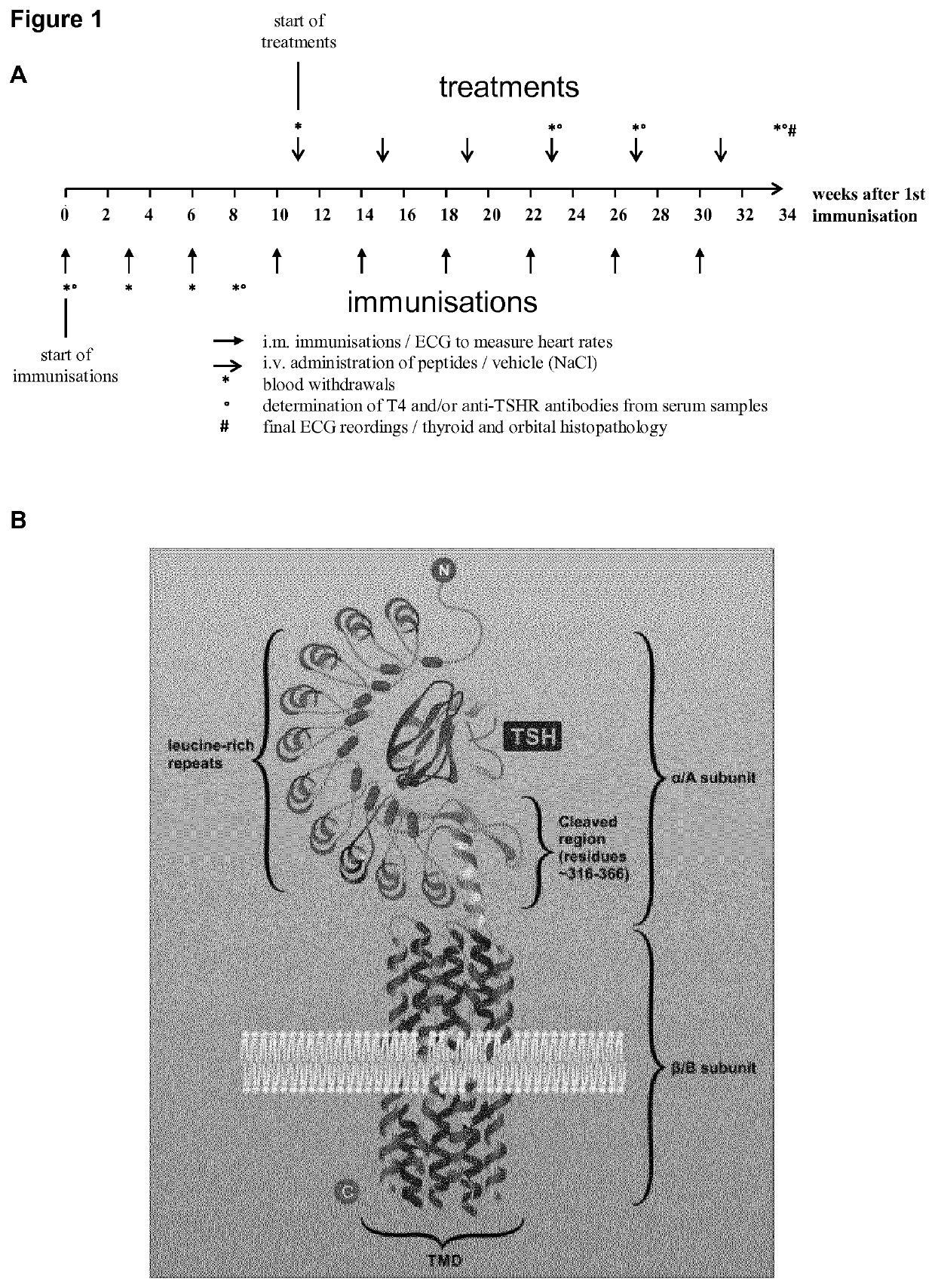 Cyclic peptides for the treatment of Graves' disease