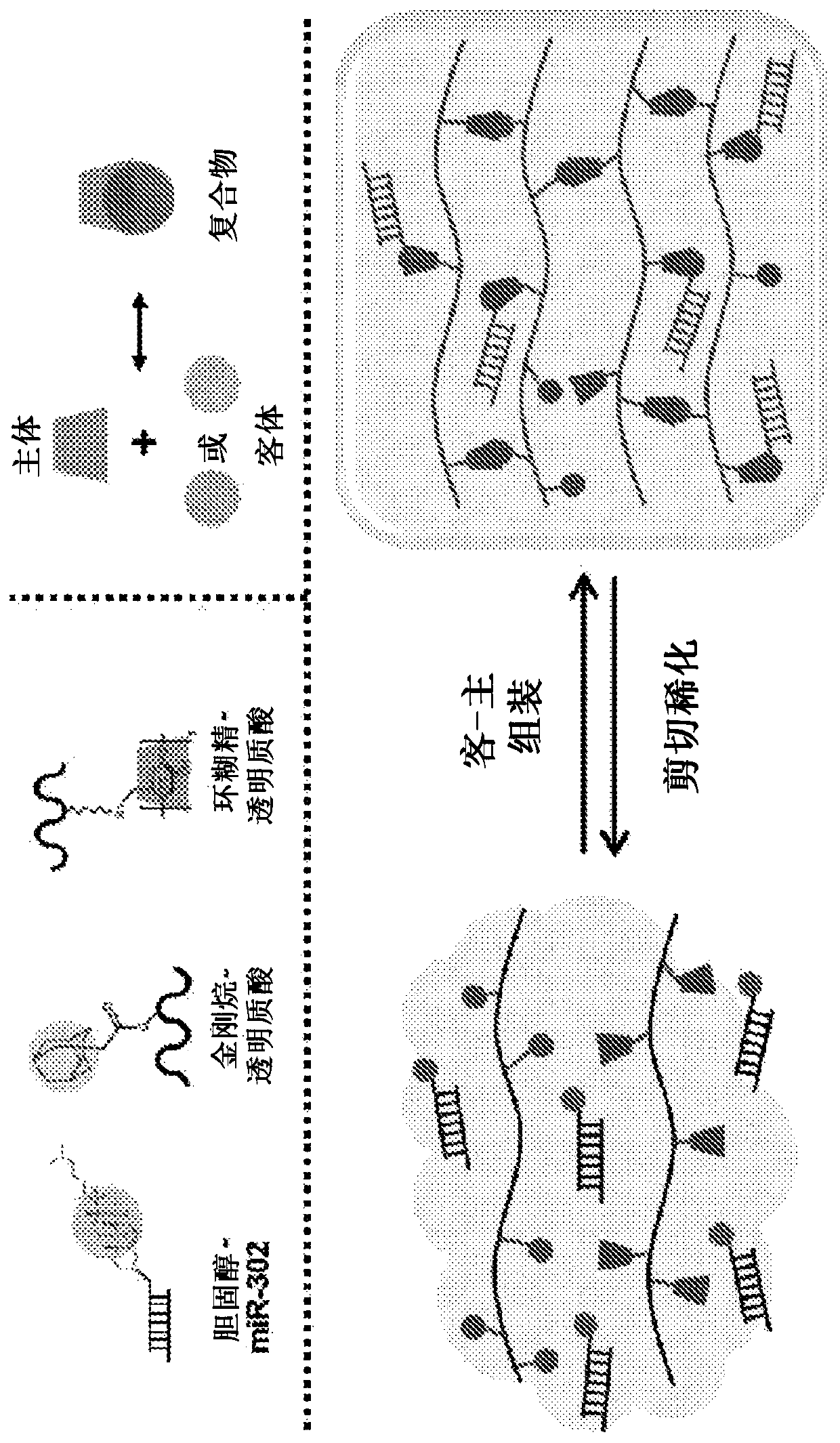 Compositions and methods for cardiac regeneration