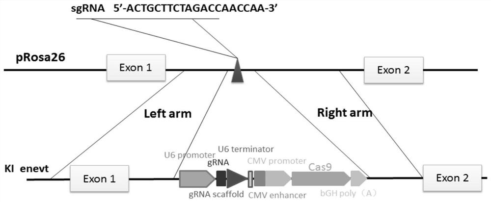 Preparation method of anti-African swine fever cloned pig