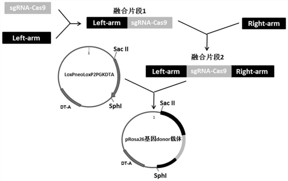 Preparation method of anti-African swine fever cloned pig