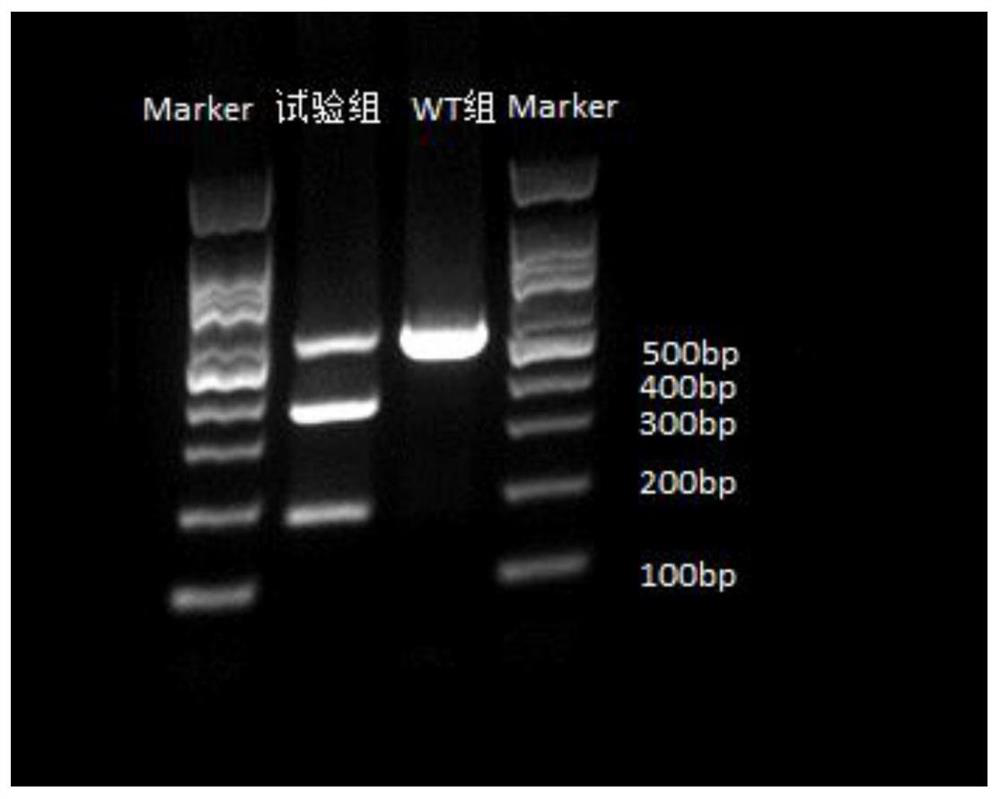 Preparation method of anti-African swine fever cloned pig