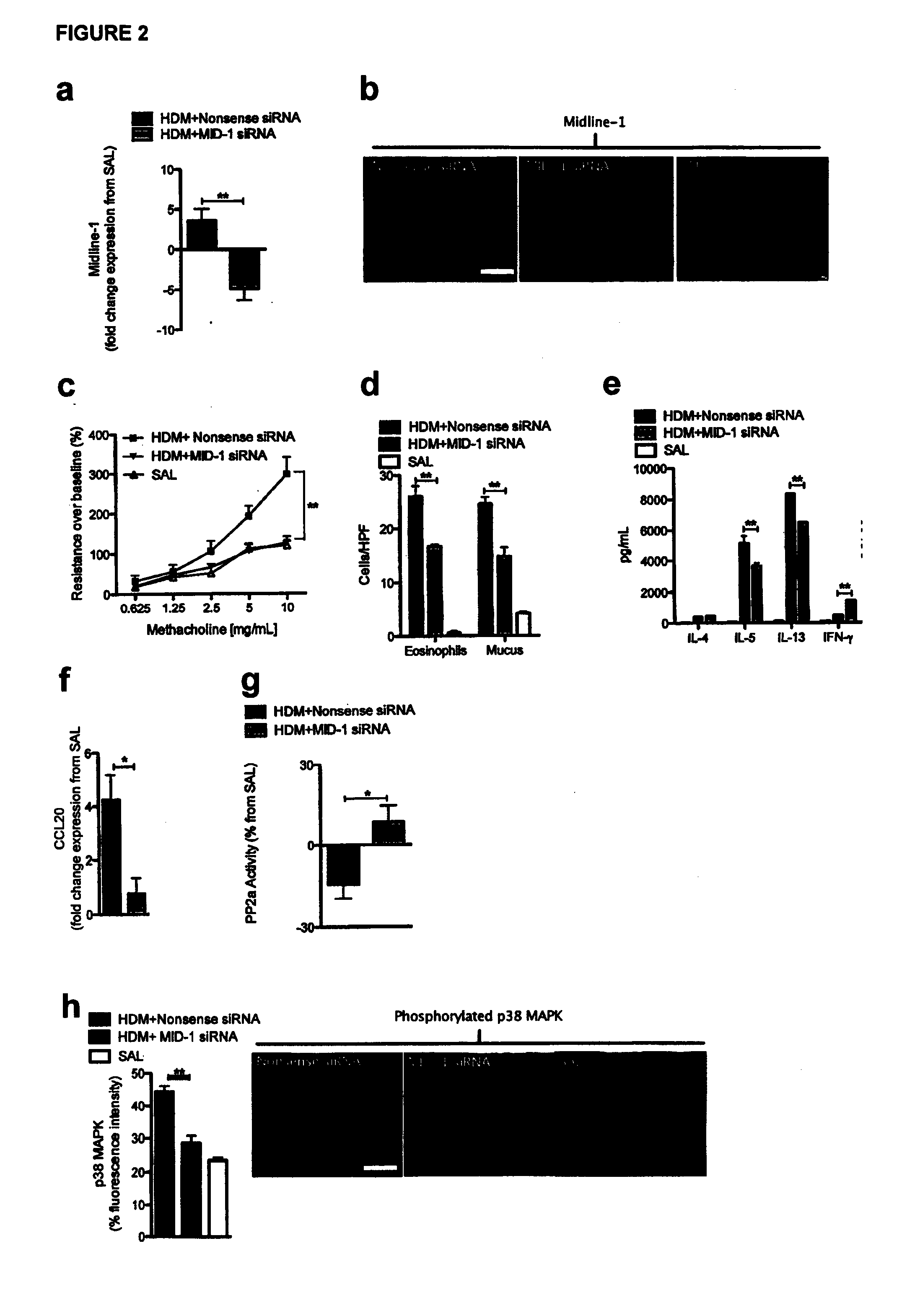 Signal transduction pathway modulation