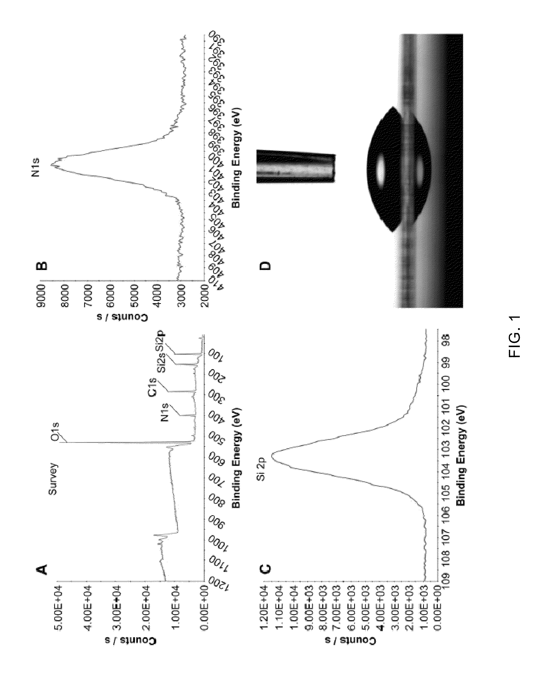 Method of myelinating isolated motoneurons