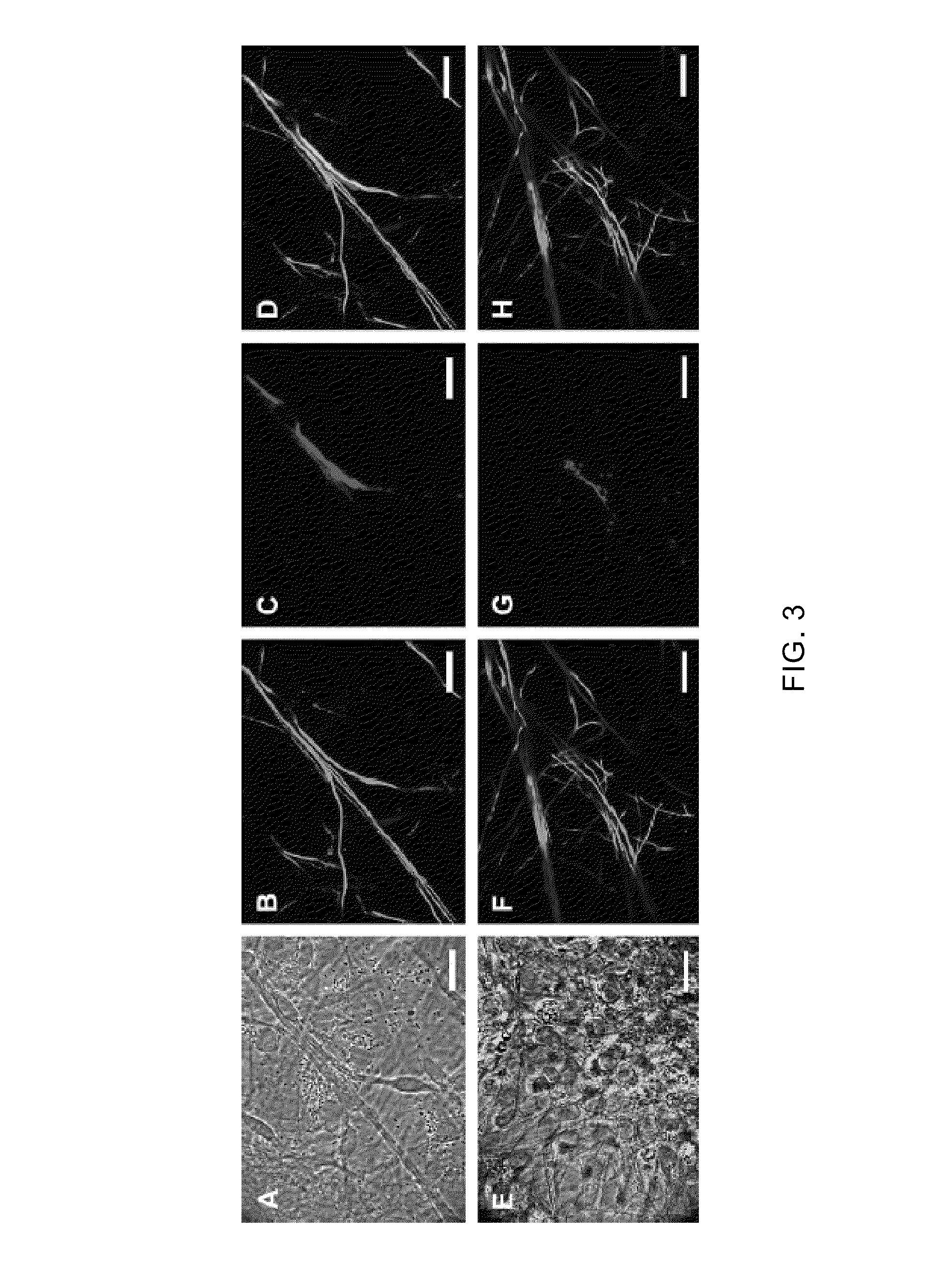 Method of myelinating isolated motoneurons