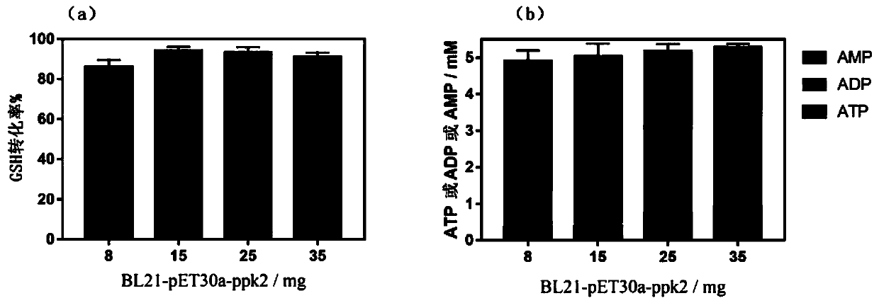 Mixed cultivation technology of recombinant escherichia coli for producing glutathione and application of mixed cultivation technology